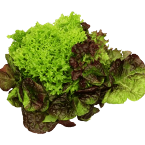 TRIO LETTUCE