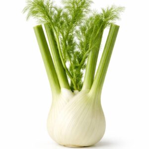 FENNEL